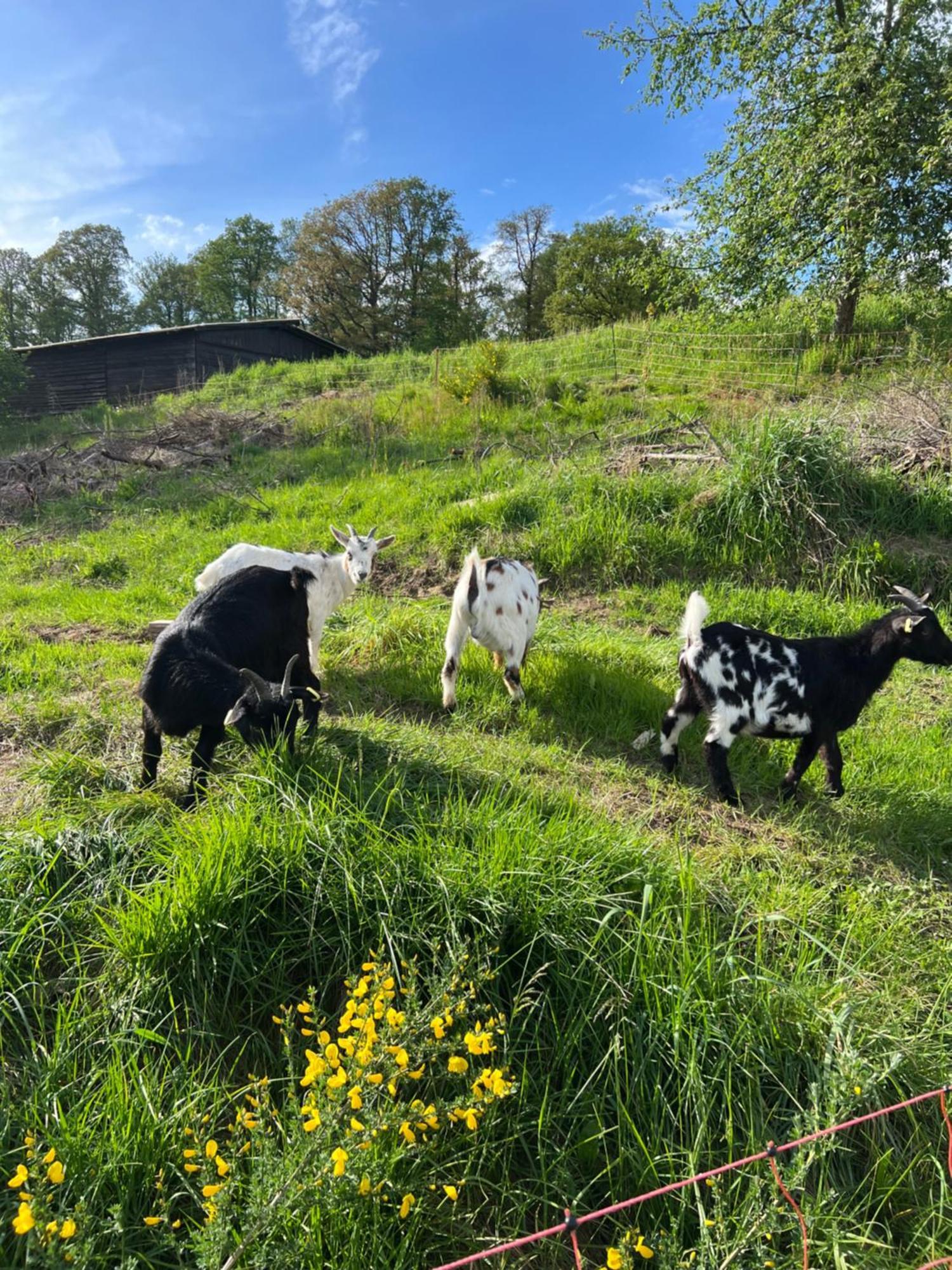 Bornhahn - Idylle Im Westerwald Katzwinkel  외부 사진